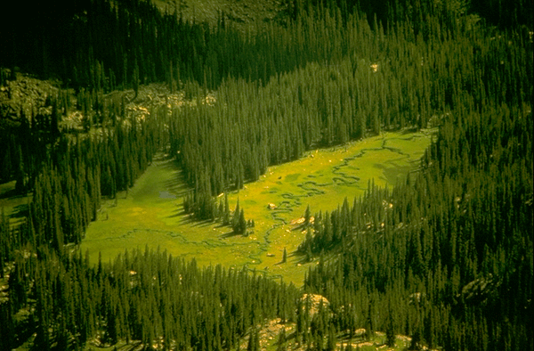 Rocky_Mountain-Meadows-Mount_Ida