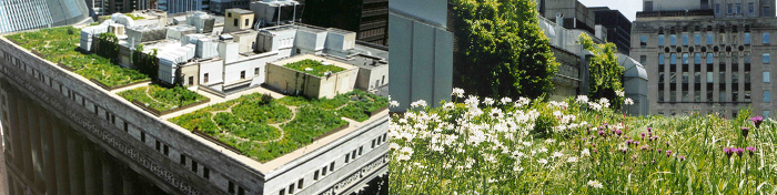 ChicagoCityHall-rooftop_garden